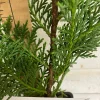 Murray Cypress Live Plant - 6-12" Tall, 2.5" Pot - Fast Growing Privacy Screen Tree - Image 1