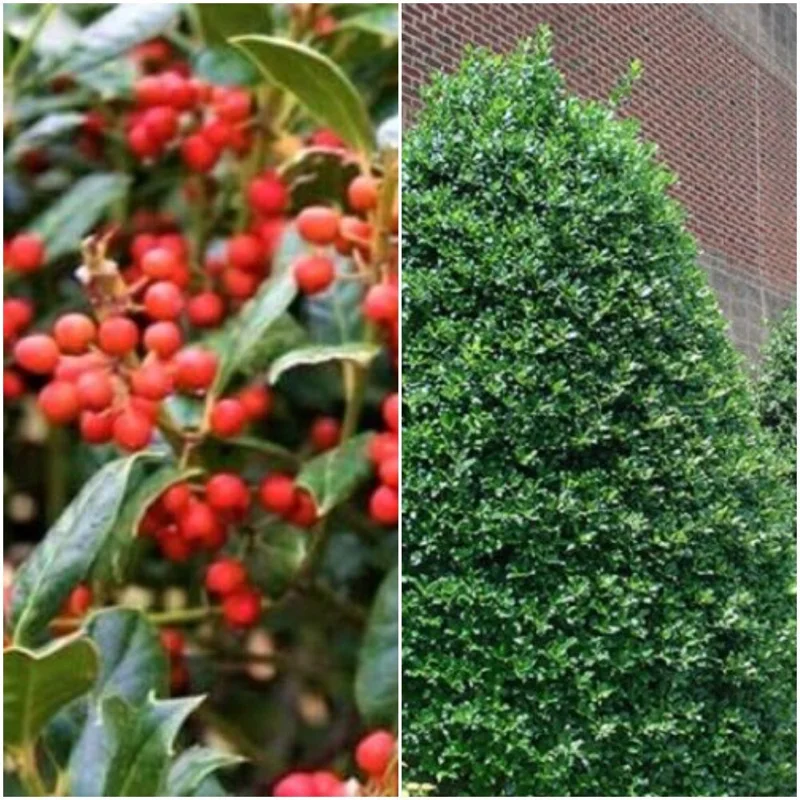 Nellie R. Stevens Holly Live Plant - 6-12 Inch Tall Evergreen Shrub for Hedges - Image 1
