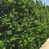 Nellie R. Stevens Holly Tree Live Plant – 10 Pack, 8-12 Inch Tall, 2.5" Pot – Outdoor Evergreen Shrub - Image 1