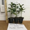 Nellie R. Stevens Holly Tree Live Plant - 3 Pack, 6-12 Inch Tall, Outdoor Shrub Nellie R. Stevens Holly Tree Live Plant - 3 Pack, 6-12 Inch Tall, Outdoor Shrub - Image 1