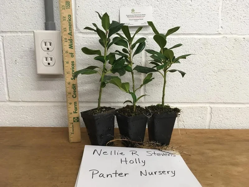 Nellie R. Stevens Holly Tree Live Plant - 3 Pack, 6-12 Inch Tall, Outdoor Shrub - Image 1