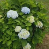 Nikko Blue Hydrangea Tree Live Plant 6-12 inch Tall – Outdoor Flowering Shrub - Image 1