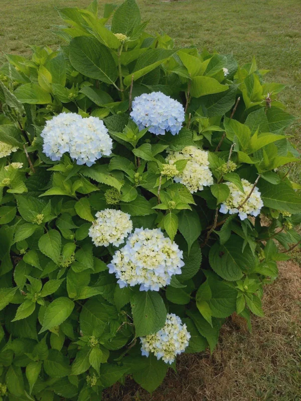 Nikko Blue Hydrangea Tree Live Plant 6-12 inch Tall – Outdoor Flowering Shrub - Image 1