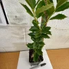 Oak Leaf Holly Tree Live Plant 6-12 Inch Tall - Privacy Screen, Outdoor - Image 1
