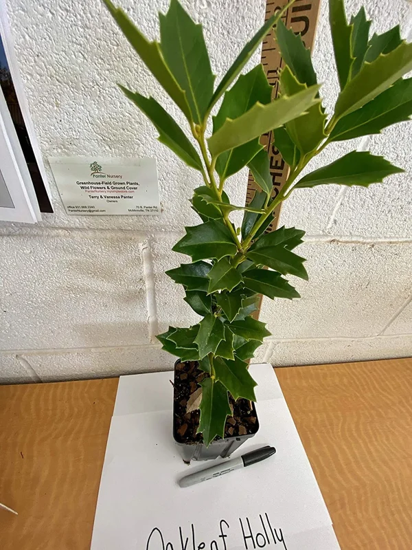 Oak Leaf Holly Tree Live Plant 6-12 Inch Tall - Privacy Screen, Outdoor - Image 1