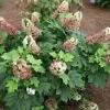 Oakleaf Hydrangea Live Plant 6-12 Inch Tall 4" Pot - White Blooms, Fall Color - Image 1