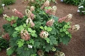 Oakleaf Hydrangea Live Plant 6-12 Inch Tall 4" Pot - White Blooms, Fall Color - Image 1