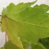 October Glory Maple Tree Live Plant – 1-2 ft Tall, Quart Pot, Shade Tree - Image 1