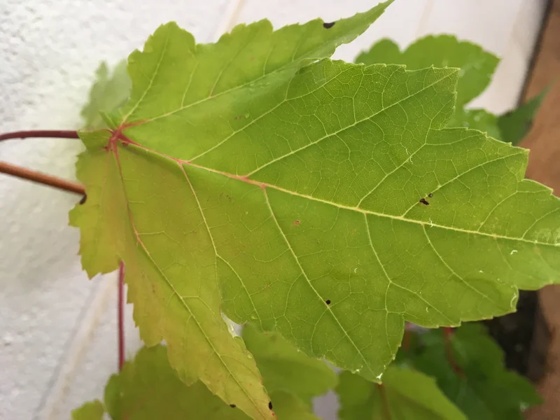 October Glory Maple Tree Live Plant – 1-2 ft Tall, Quart Pot, Shade Tree - Image 1