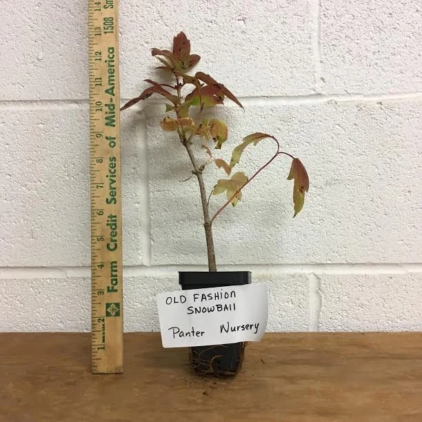 Old Fashion Snowball Viburnum Live Plant, Highbush Cranberry Tree, 6-12 Inch Tall Shrub - Image 1