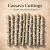 Organic Cassava Cuttings Live Plant - Yuca Root Crop - Pesticide-Free - 5-8 Inch - Image 1