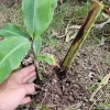 Ornamental Banana Rhizome - Musa Ornata - Tropical Pink Flower Plant Ornamental Banana Rhizome - Musa Ornata - Tropical Pink Flower Plant - Image 1