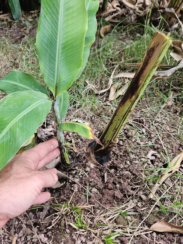 Ornamental Banana Rhizome - Musa Ornata - Tropical Pink Flower Plant - Image 1
