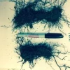Ostrich Fern Bare Root Rhizomes - 5 Pack - Perennial Shade Plant - Image 1