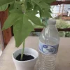 Papaya Live Starter Plant - 5-10" Tall - Well Rooted Tropical Fruit Tree - Sweet Papaya Plant - Easy to Grow - Ready to Plant - Image 1