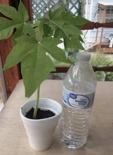 Papaya Live Starter Plant - 5-10" Tall - Well Rooted Tropical Fruit Tree - Sweet Papaya Plant - Easy to Grow - Ready to Plant - Image 1
