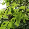 Paw Paw Indian Banana Tree Live Plant – 1 Gallon Pot – 1-2 ft Tall – Outdoor Fruit Tree Paw Paw Indian Banana Tree Live Plant – 1 Gallon Pot – 1-2 ft Tall – Outdoor Fruit Tree - Image 1