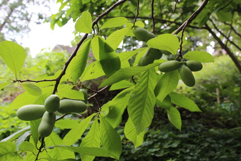 Paw Paw Indian Banana Tree Live Plant – 1 Gallon Pot – 1-2 ft Tall – Outdoor Fruit Tree - Image 1
