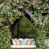 Pink Climbing Rose Live Plant 2-3 ft Bare Root - Hardy Outdoor Garden Flower - Image 1