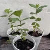 Pink Guava Live Plant - 9-12" Tall Tropical Fruit Tree - Psidium Guajava - Image 1