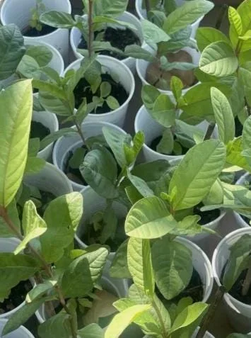 Pink Guava Live Plant – Psidium Guajava Tropical Fruit Tree – 5" Tall - Image 1