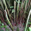 Pink Hedychium Ginger Rhizomes - 2x Live Plant - Attracts Hummingbirds Pink Hedychium Ginger Rhizomes - 2x Live Plant - Attracts Hummingbirds - Image 1