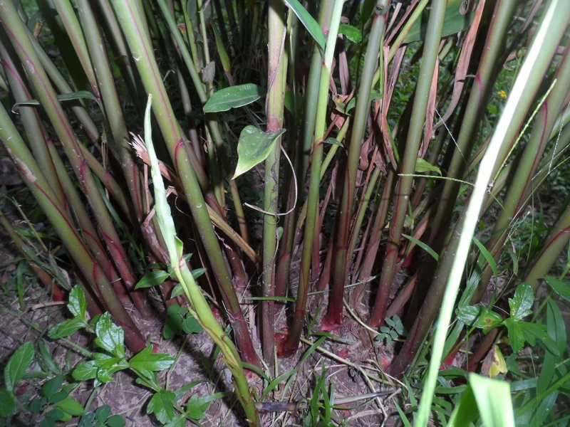 Pink Hedychium Ginger Rhizomes - 2x Live Plant - Attracts Hummingbirds - Image 1