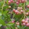 Pink Lemonade Blueberry Bush Live Plant 6-12 Inch Tall 4" Pot Outdoor - Image 1