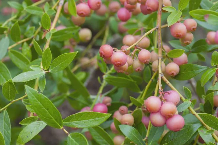 Pink Lemonade Blueberry Bush Live Plant 6-12 Inch Tall 4" Pot Outdoor - Image 1