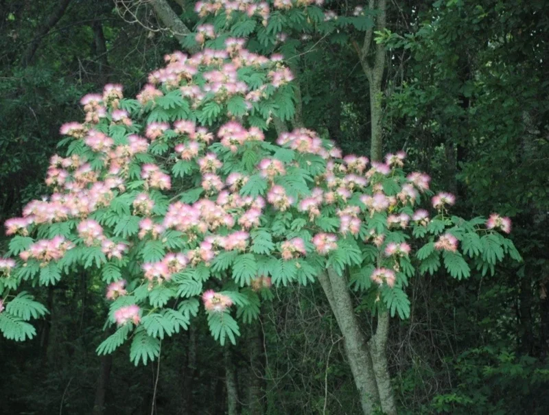 Pink Mimosa Tree Sapling Live Plant Bare Root - 1 Foot Tall, Outdoor Pink Mimosa Tree Sapling Live Plant Bare Root - 1 Foot Tall, Outdoor - Image 2