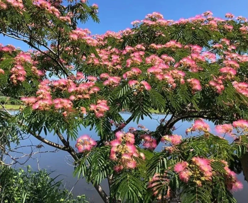 Pink Mimosa Tree Sapling Live Plant Bare Root - 1 Foot Tall, Outdoor Pink Mimosa Tree Sapling Live Plant Bare Root - 1 Foot Tall, Outdoor - Image 1
