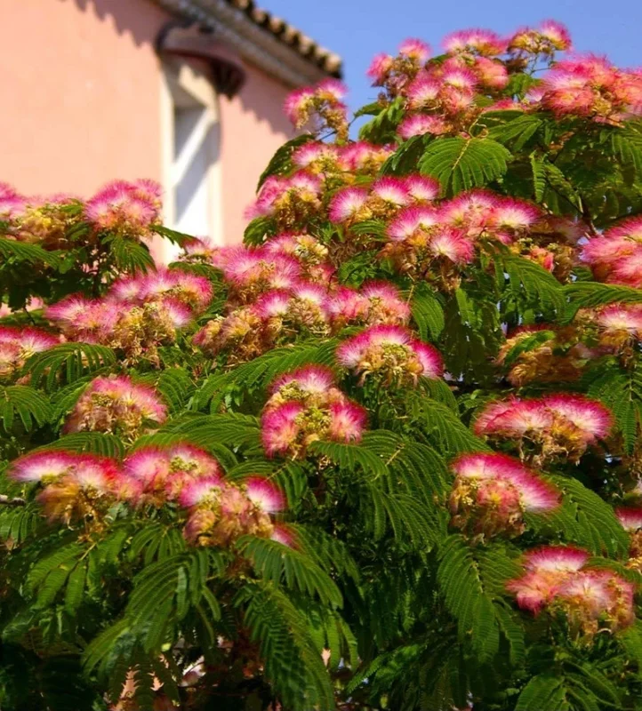 Pink Mimosa Tree Sapling Live Plant Bare Root - 1 Foot Tall, Outdoor Pink Mimosa Tree Sapling Live Plant Bare Root - 1 Foot Tall, Outdoor - Image 3