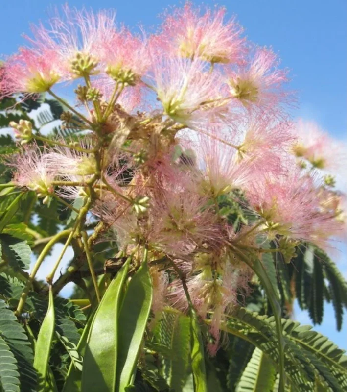 Pink Mimosa Tree Sapling Live Plant Bare Root - 1 Foot Tall, Outdoor Pink Mimosa Tree Sapling Live Plant Bare Root - 1 Foot Tall, Outdoor - Image 4