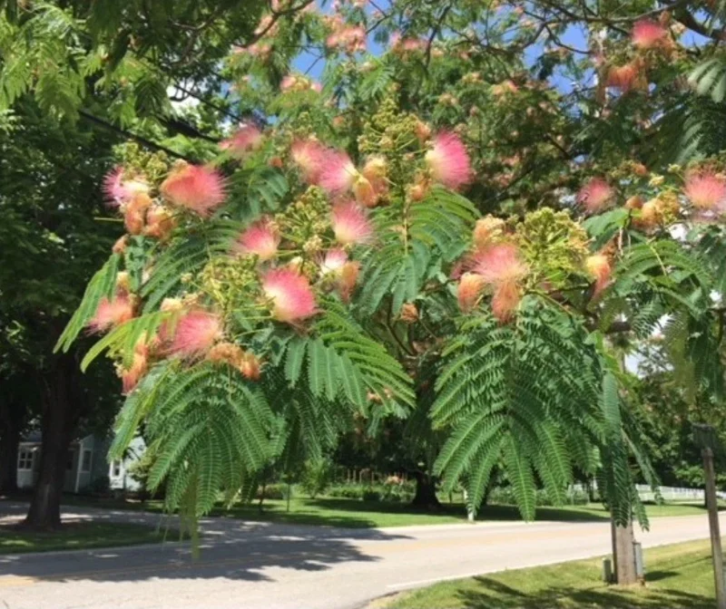 Pink Mimosa Tree Sapling Live Plant Bare Root - 1 Foot Tall, Outdoor Pink Mimosa Tree Sapling Live Plant Bare Root - 1 Foot Tall, Outdoor - Image 5