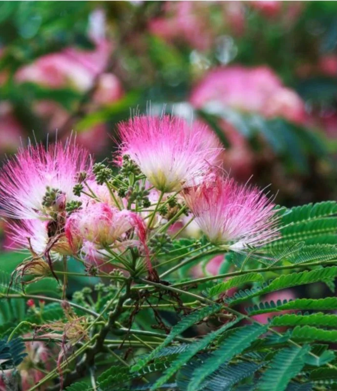 Pink Mimosa Tree Sapling Live Plant Bare Root - 1 Foot Tall, Outdoor Pink Mimosa Tree Sapling Live Plant Bare Root - 1 Foot Tall, Outdoor - Image 6