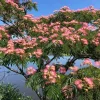 Pink Mimosa Tree Sapling Live Plant Bare Root 6+ Inches Tall Outdoor - Image 1