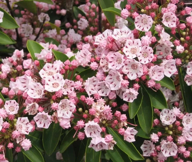 Pink Mountain Laurel Live Plant Bare Root, 1 Ft+ Tall, Outdoor Shrub - Image 1