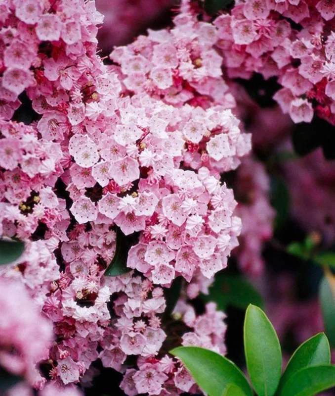 Pink Mountain Laurel Live Plant Bare Root - Hardy Flowering Shrub for Gardens - Image 2