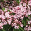 Pink Mountain Laurel Live Plant Bare Root - Hardy Flowering Shrub for Gardens - Image 1