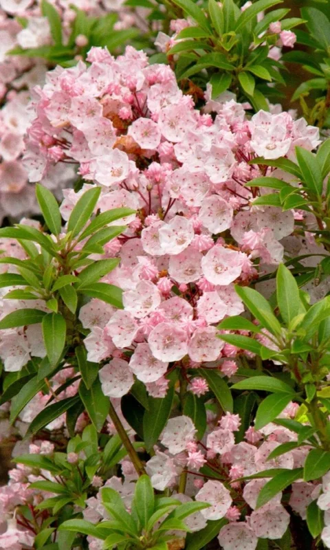Pink Mountain Laurel Live Plant Kalmia Latifolia Tree 6-12 Inch Tall Bare Root Pink Mountain Laurel Live Plant Kalmia Latifolia Tree 6-12 Inch Tall Bare Root - Image 3