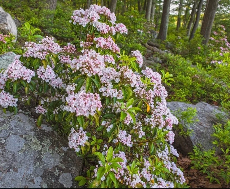 Pink Mountain Laurel Live Plant Kalmia Latifolia Tree 6-12 Inch Tall Bare Root Pink Mountain Laurel Live Plant Kalmia Latifolia Tree 6-12 Inch Tall Bare Root - Image 4