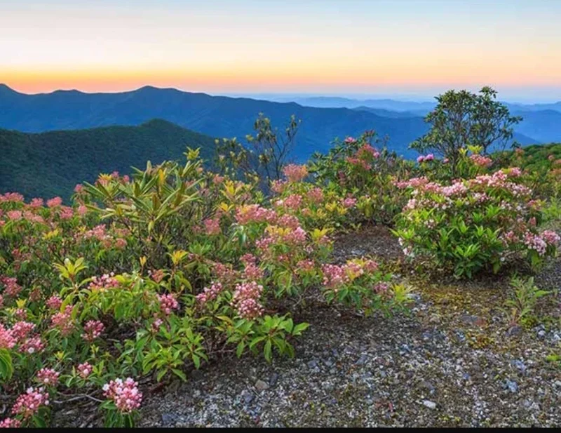 Pink Mountain Laurel Live Plant Kalmia Latifolia Tree 6-12 Inch Tall Bare Root Pink Mountain Laurel Live Plant Kalmia Latifolia Tree 6-12 Inch Tall Bare Root - Image 5