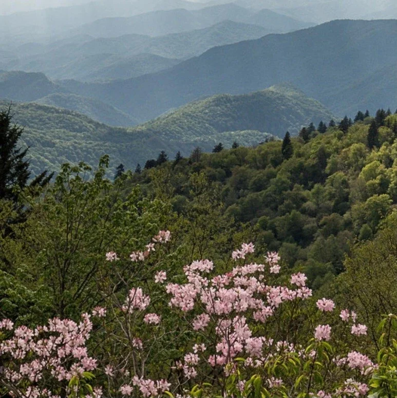 Pink Mountain Laurel Live Plant Kalmia Latifolia Tree 6-12 Inch Tall Bare Root Pink Mountain Laurel Live Plant Kalmia Latifolia Tree 6-12 Inch Tall Bare Root - Image 6