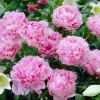 Pink Peony 'Sarah Bernhardt' Bare Root - Hardy Perennial Flower, Outdoor - Image 1