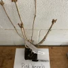 Pink Weigela Live Plant 6-12 Inch Tall 4" Pot - Outdoor Shrub Pink Weigela Live Plant 6-12 Inch Tall 4" Pot - Outdoor Shrub - Image 1