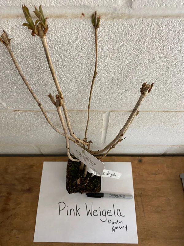 Pink Weigela Live Plant 6-12 Inch Tall 4" Pot - Outdoor Shrub - Image 1