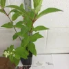 Pinky Winky Hydrangea Tree Live Plant, 6-12 Inch Tall Shrub for Outdoor - Image 1