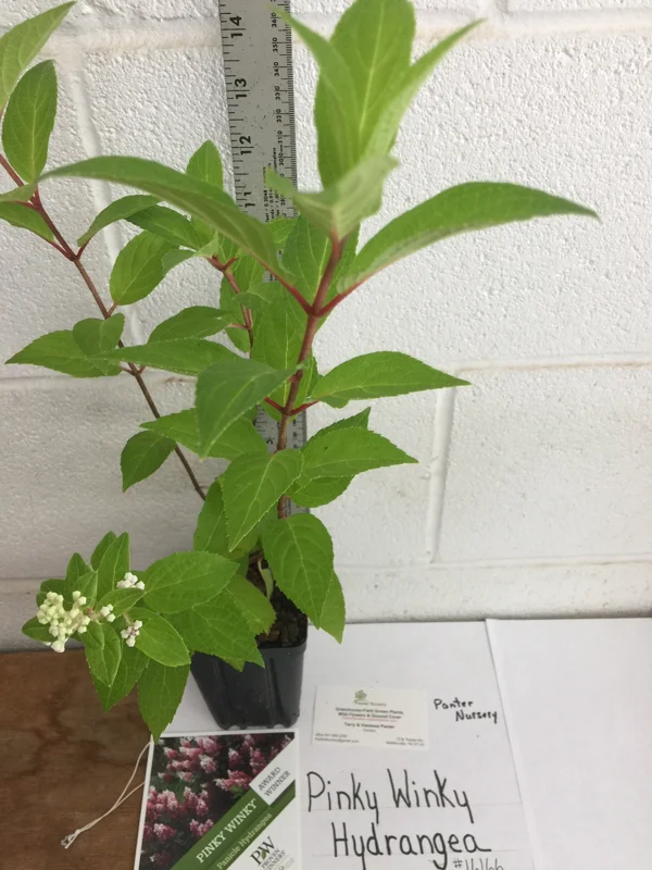 Pinky Winky Hydrangea Tree Live Plant, 6-12 Inch Tall Shrub for Outdoor - Image 1