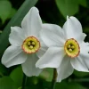 Poet's Narcissus Daffodil Flower Bulbs - 10 Count - Yellow Flowering Outdoor Perennial - Image 1