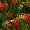 Pragense Viburnum Live Plant – 6-12 Inch Tall Shrub for Outdoor Landscaping Pragense Viburnum Live Plant – 6-12 Inch Tall Shrub for Outdoor Landscaping - Image 1